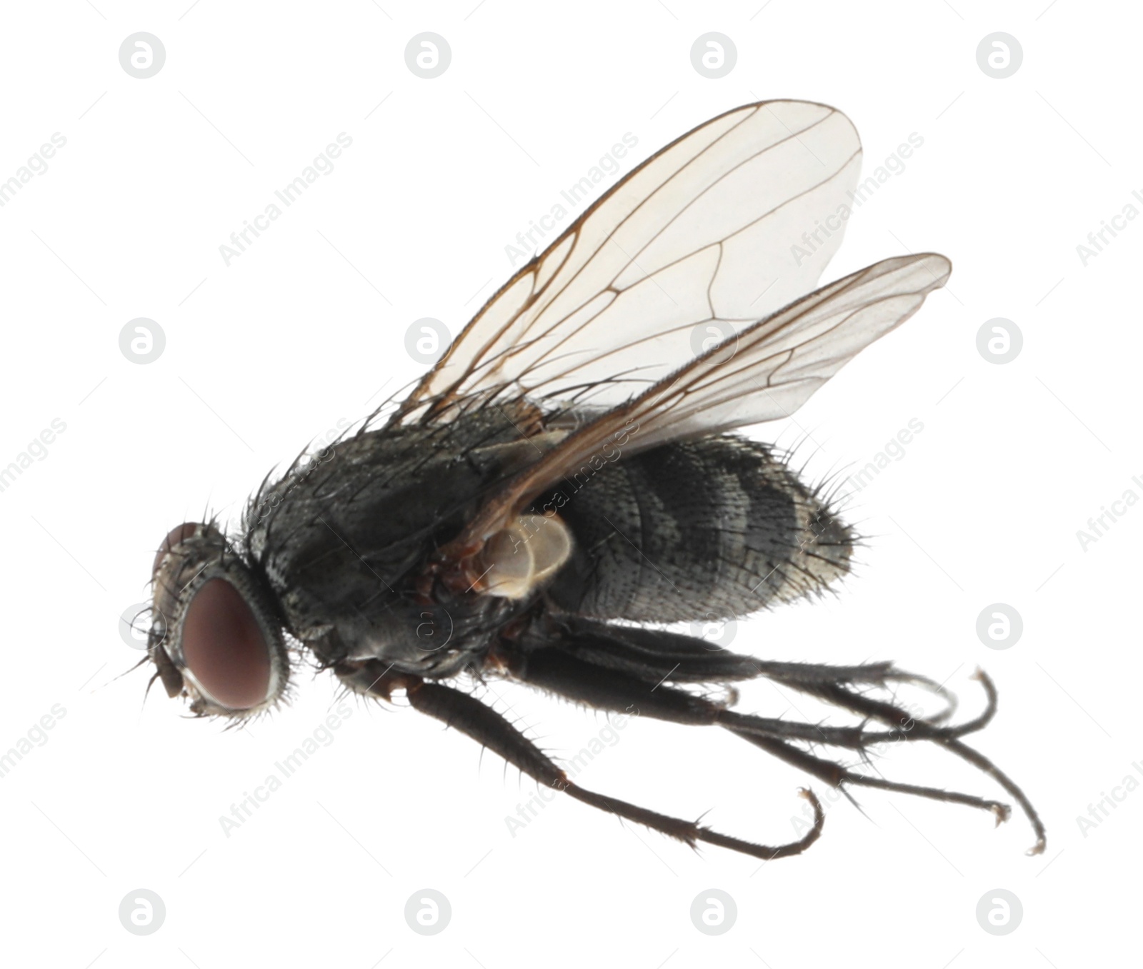 Photo of One common black fly on white background