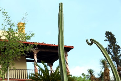 Photo of Beautiful Saguaros cactus near building on sunny day