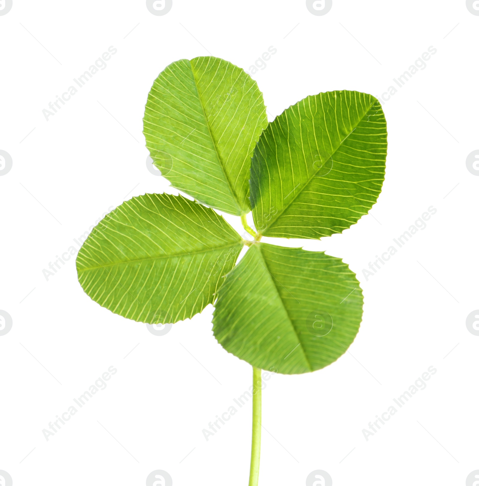 Photo of Green four-leaf clover on white background