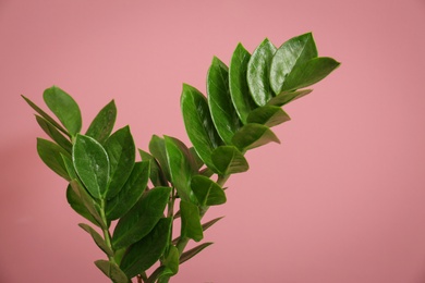 Tropical plant with green leaves on color background