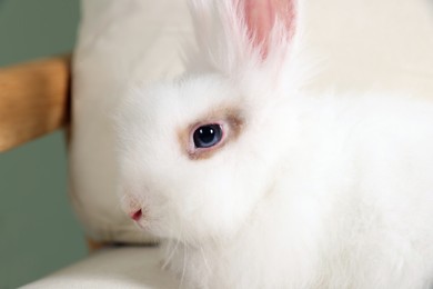 Photo of Fluffy white rabbit on sofa, closeup. Cute pet