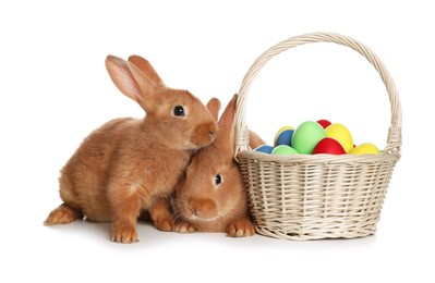 Photo of Adorable furry Easter bunnies near wicker basket with dyed eggs on white background