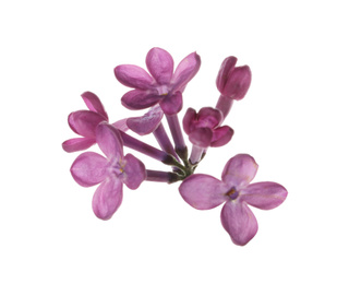 Photo of Beautiful purple lilac blossom isolated on white