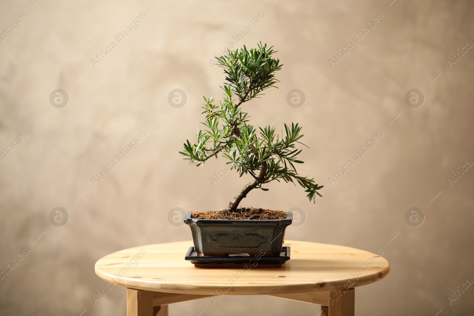 Photo of Japanese bonsai plant on wooden table. Creating zen atmosphere at home