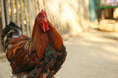 Photo of Big red rooster in yard, space for text. Farm animal