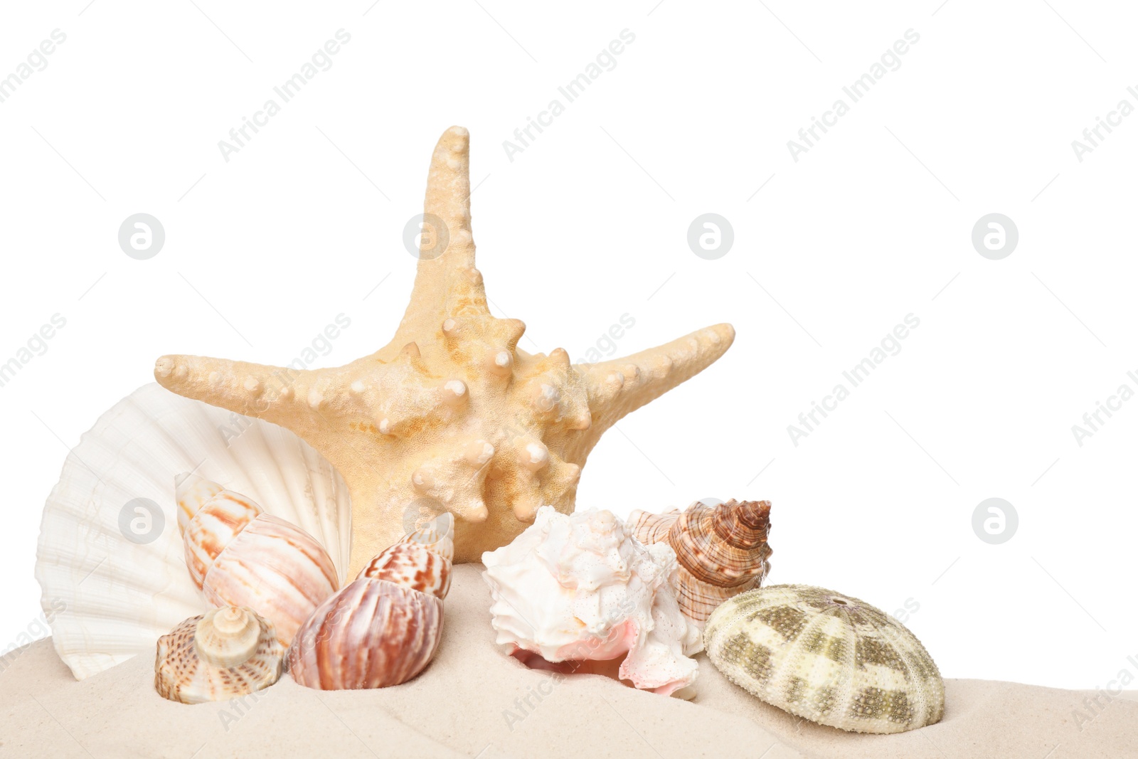 Photo of Beautiful starfish and sea shells in sand on white background