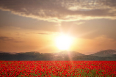 Image of Field of blooming poppy flowers near mountains at sunset