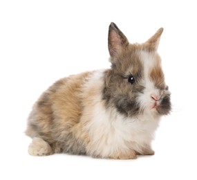 Cute fluffy pet rabbit isolated on white