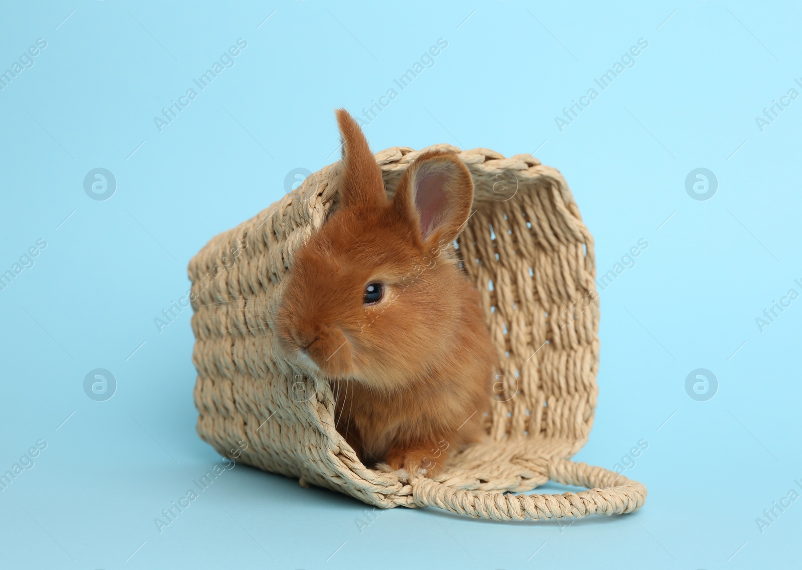 Photo of Adorable fluffy bunny in wicker basket on light blue background. Easter symbol