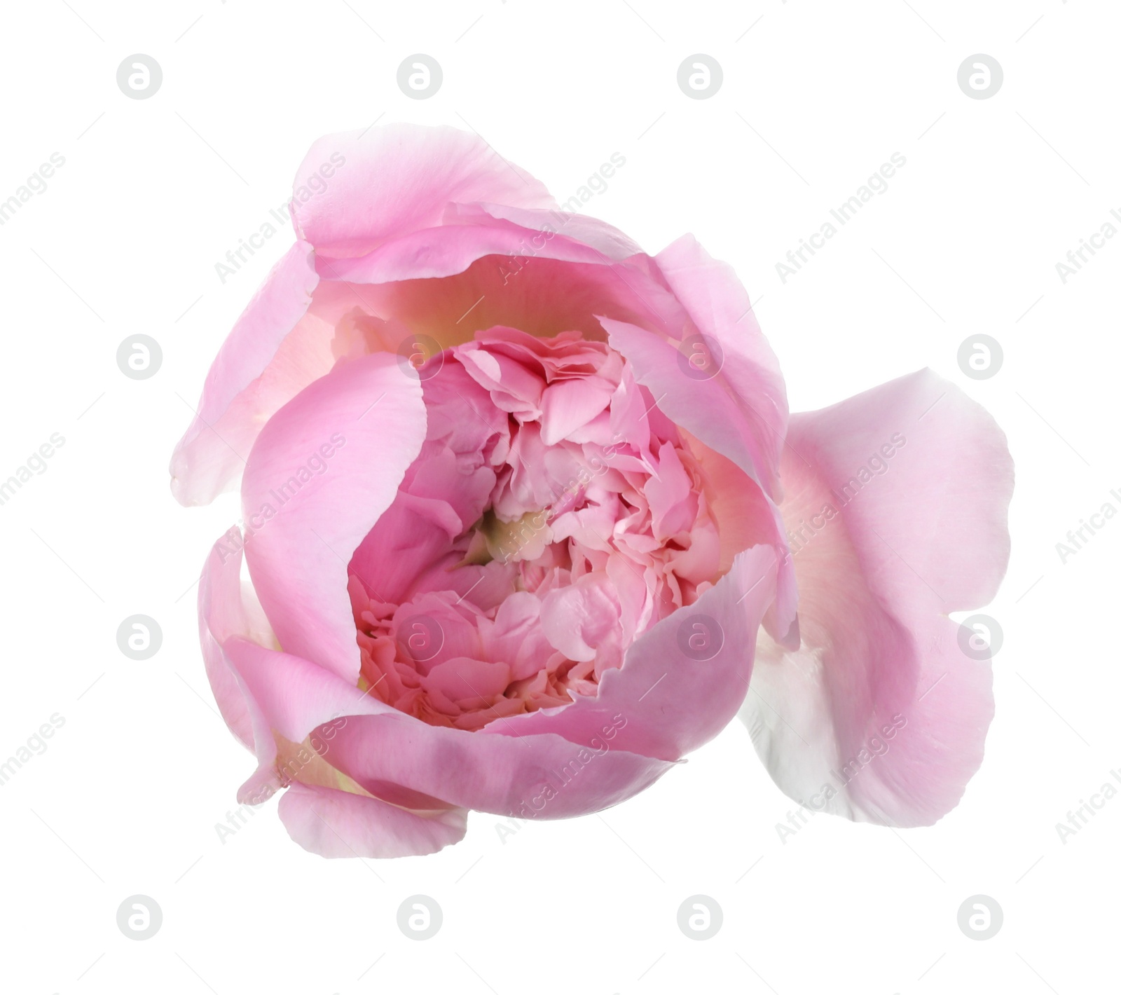 Photo of Beautiful pink peony flower isolated on white