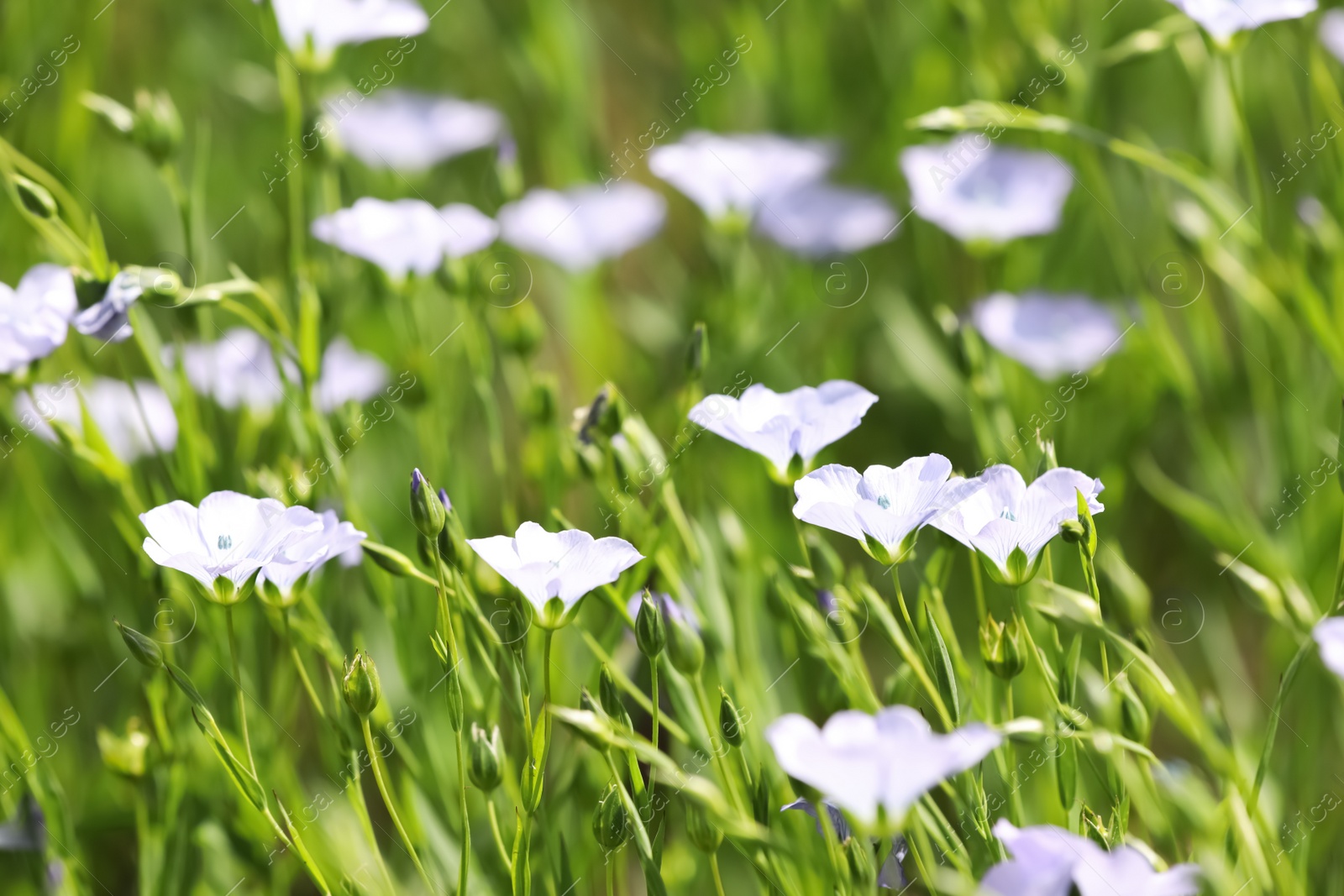 Photo of Closeup view of beautiful blooming flax field