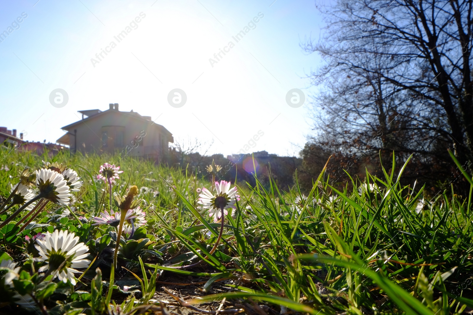 Photo of Beautiful flowers and green grass growing outdoors on sunny day, low angle view