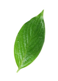 Photo of Green leaf with water drops isolated on white