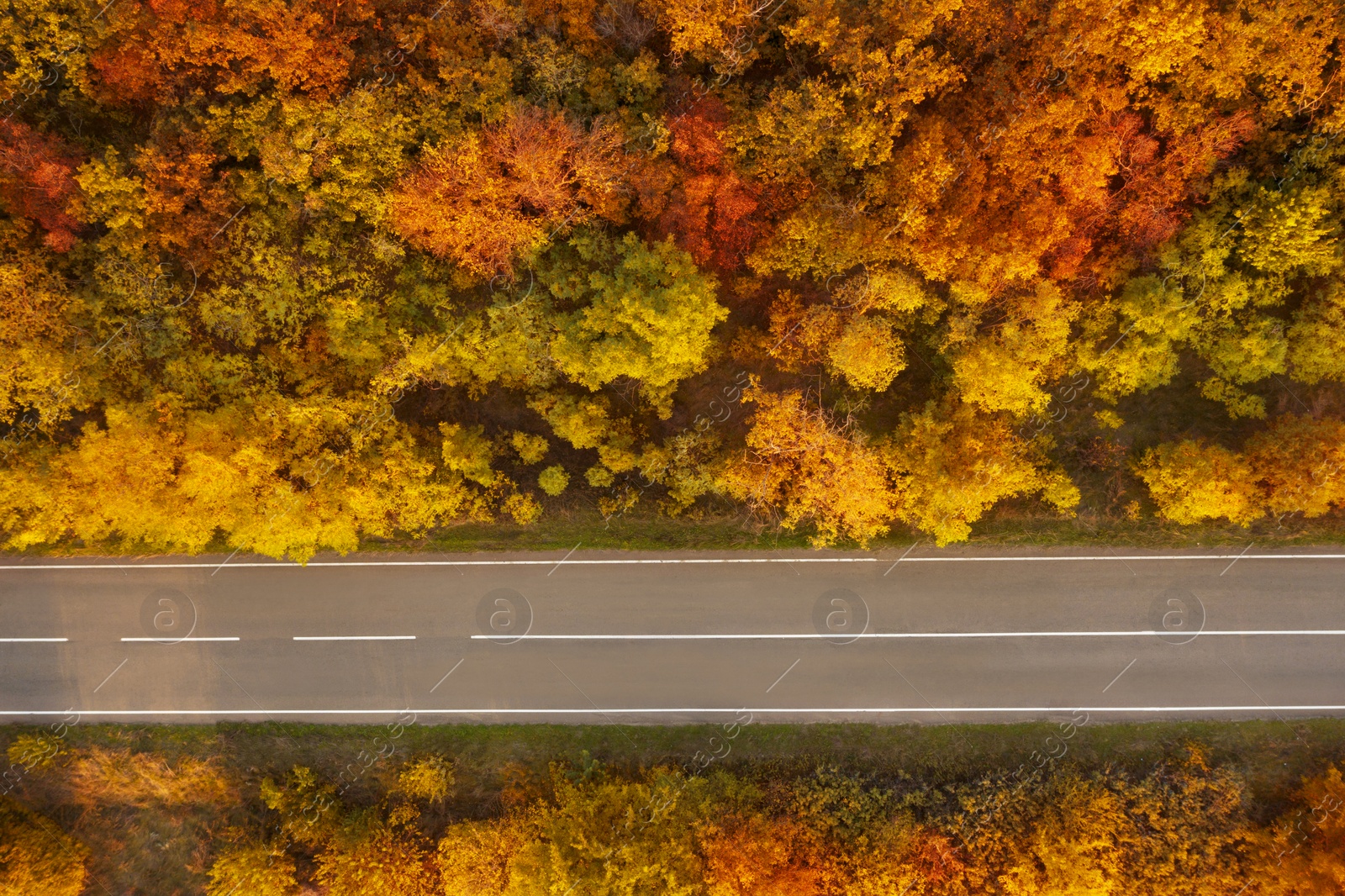 Image of Beautiful aerial view of autumn forest crossed by asphalt road