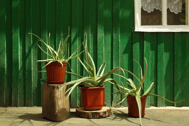 Photo of Flowerpots with aloe vera plants near green wooden house outdoors