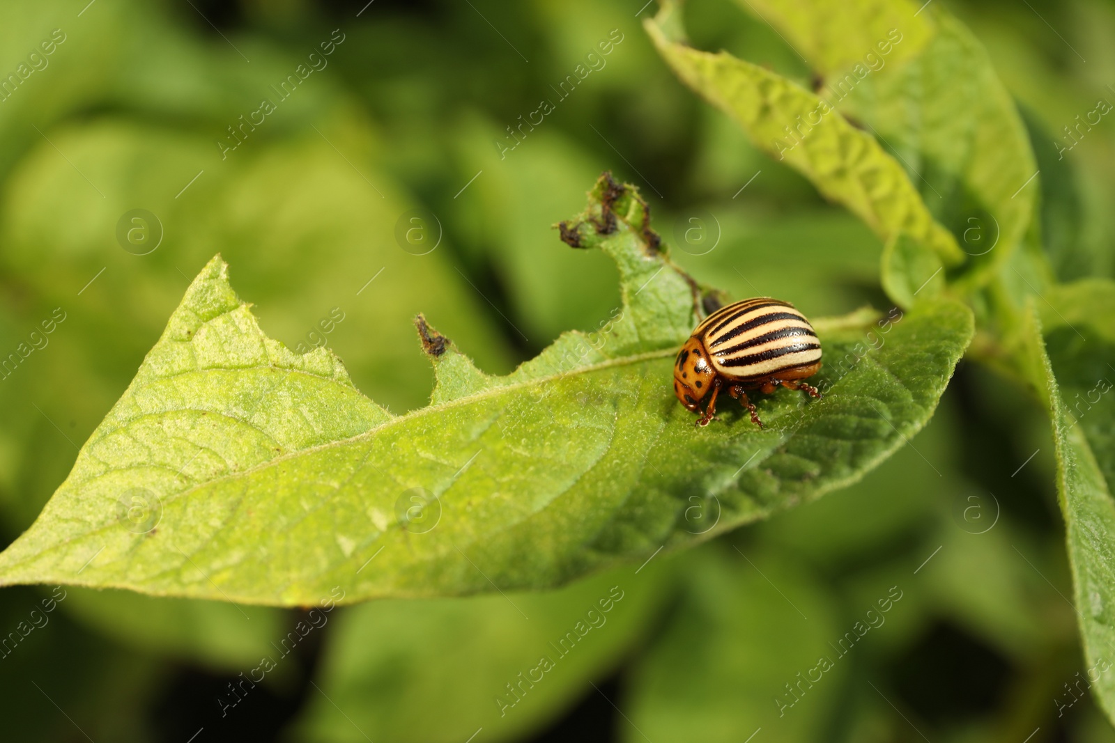 Photo of Colorado potato beetle on green plant outdoors, closeup