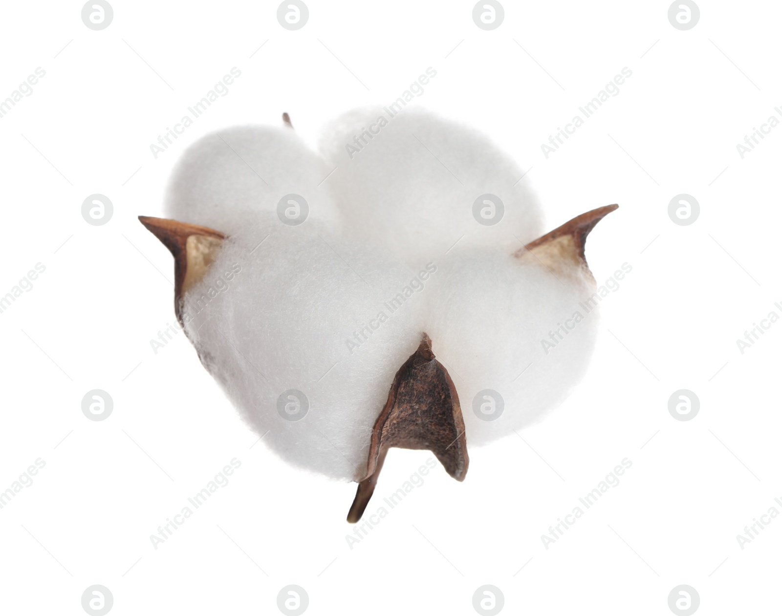 Photo of Beautiful fluffy cotton flower isolated on white