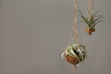 Photo of Tillandsia plants hanging on grey background, space for text. House decor