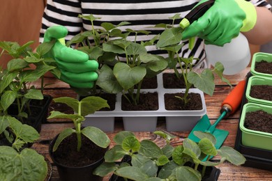Photo of Woman wearing gardening gloves spraying with water seedlings growing in containers at wooden table, closeup
