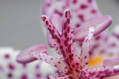 Photo of Beautiful spotted tricyrtis flower on light grey background, macro view