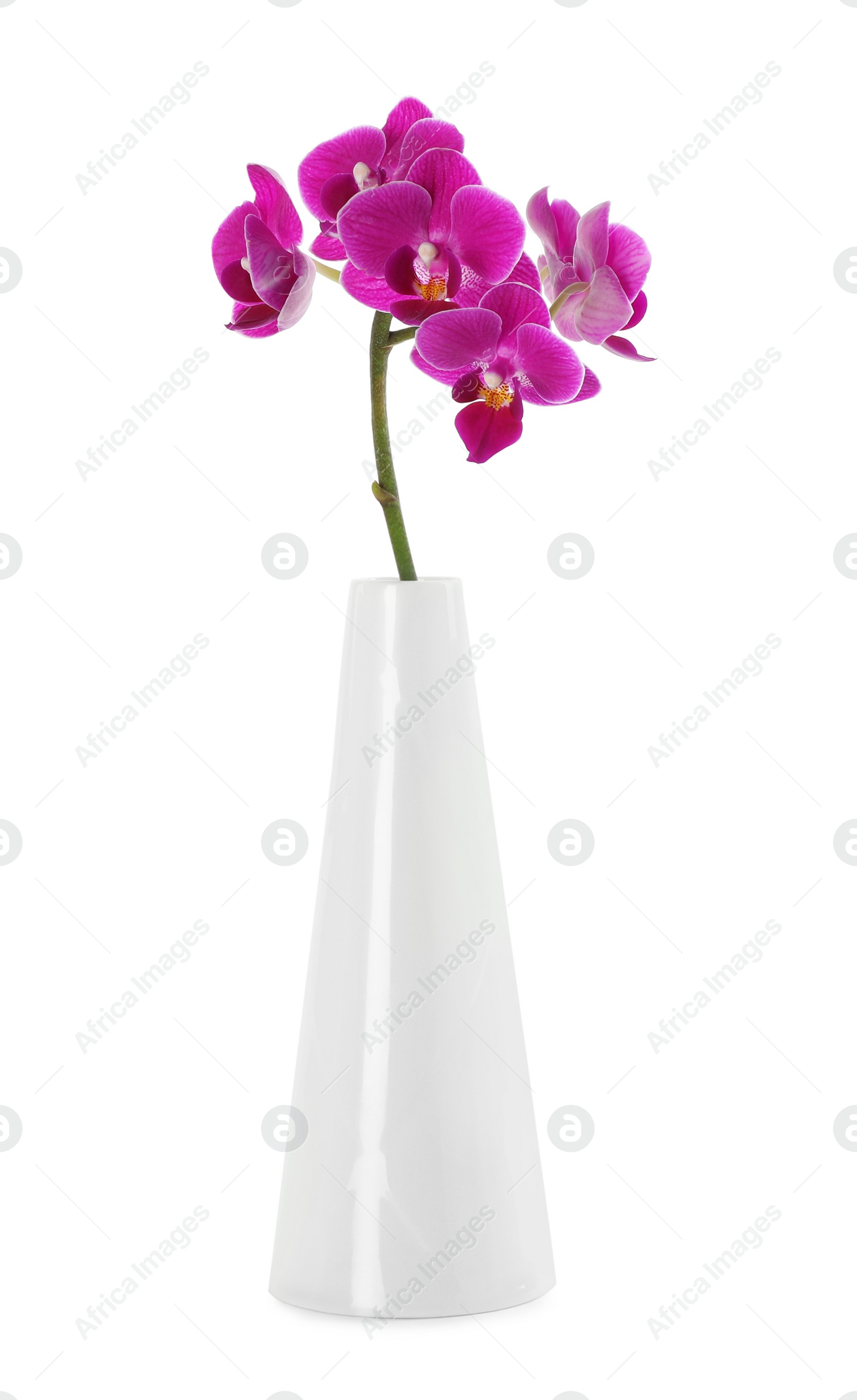 Photo of Orchid branch with beautiful flowers in vase on white background