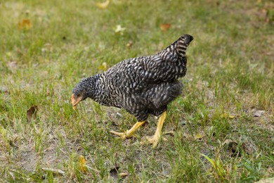 Beautiful chicken on green grass in farmyard. Domestic animal