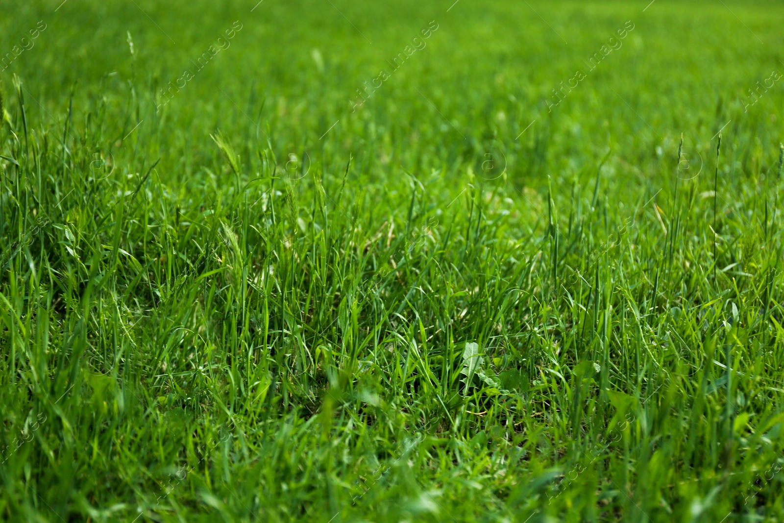 Photo of Green lawn with fresh grass as background