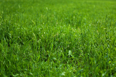Photo of Green lawn with fresh grass as background