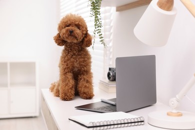 Photo of Cute Maltipoo dog on desk near laptop and notebook at home