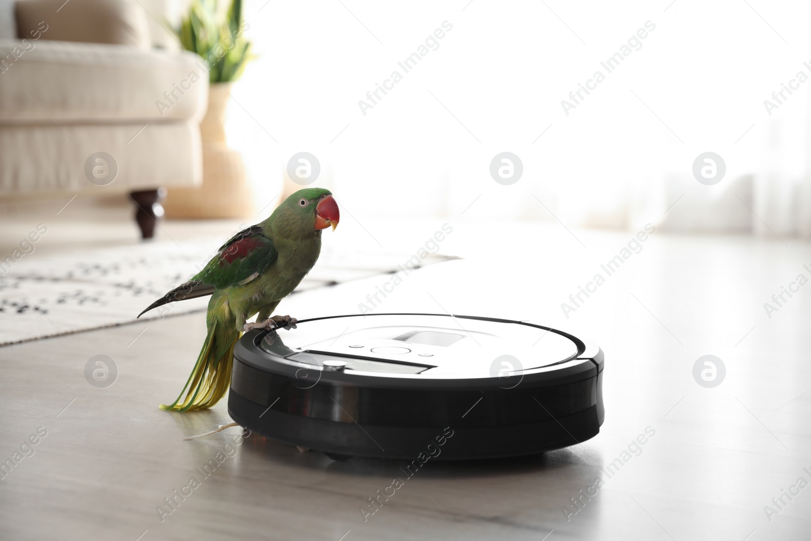 Photo of Modern robotic vacuum cleaner and Alexandrine parakeet on floor indoors