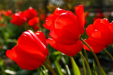 Photo of Beautiful bright red tulips outdoors on sunny day, closeup