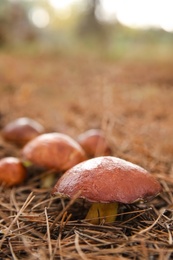 Photo of Brown boletus mushrooms growing in forest, closeup