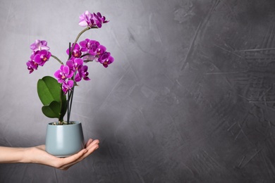 Photo of Woman holding flowerpot with beautiful orchid against grey stone background. Space for text