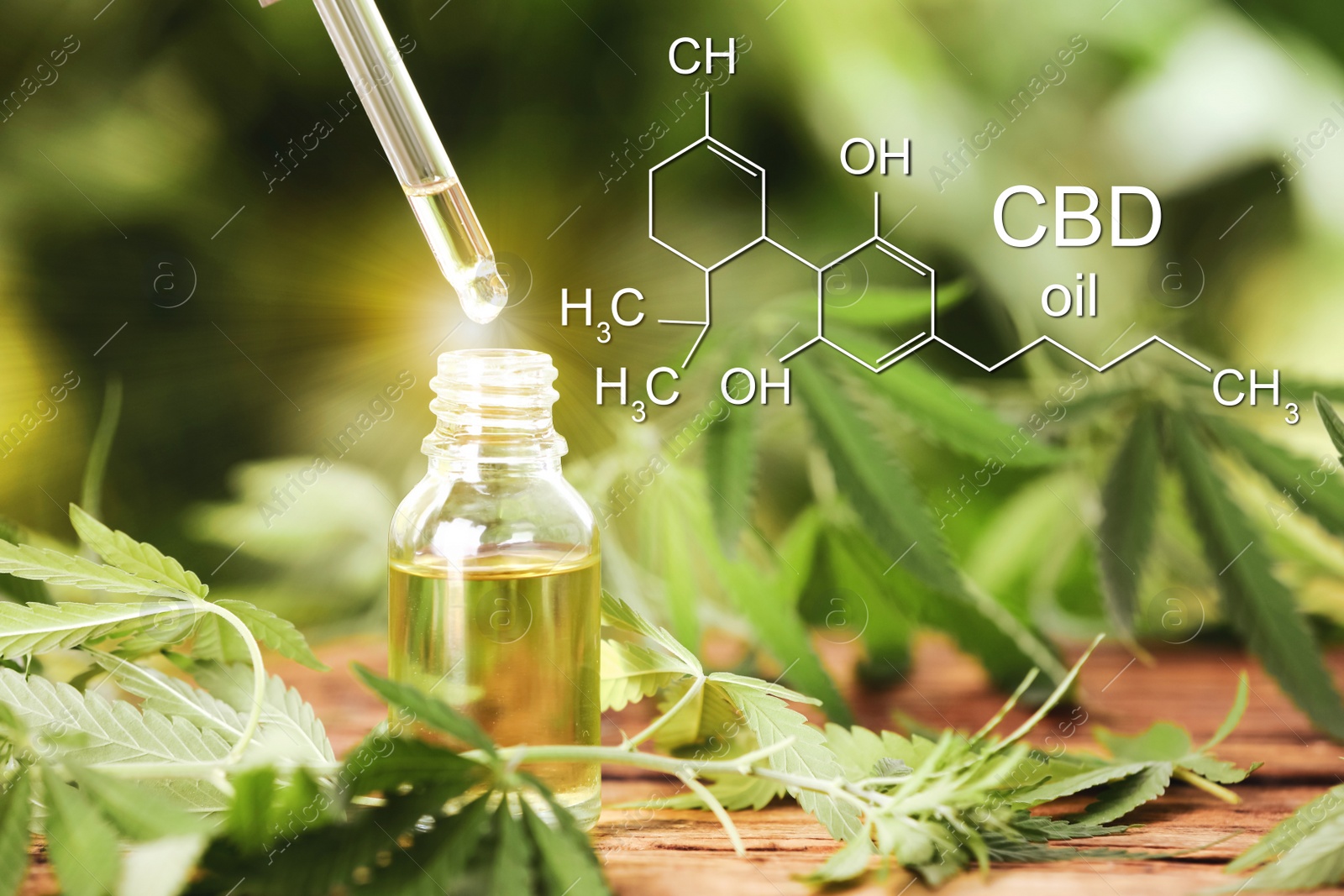 Image of Dripping CBD oil into bottle on wooden table with hemp leaves 