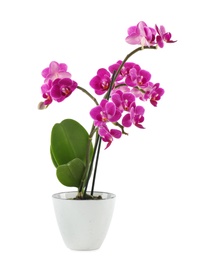 Photo of Beautiful tropical orchid flower in pot on white background