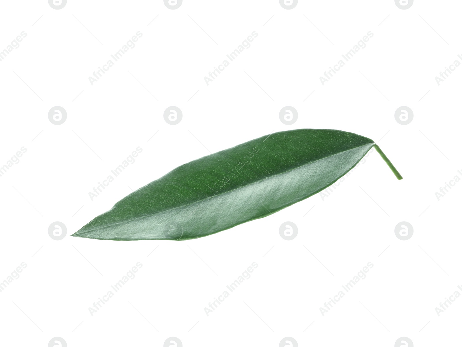 Photo of Fresh green orange leaf isolated on white