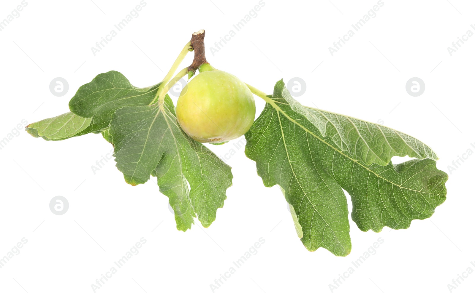 Photo of Whole tasty green fig with leaves isolated on white