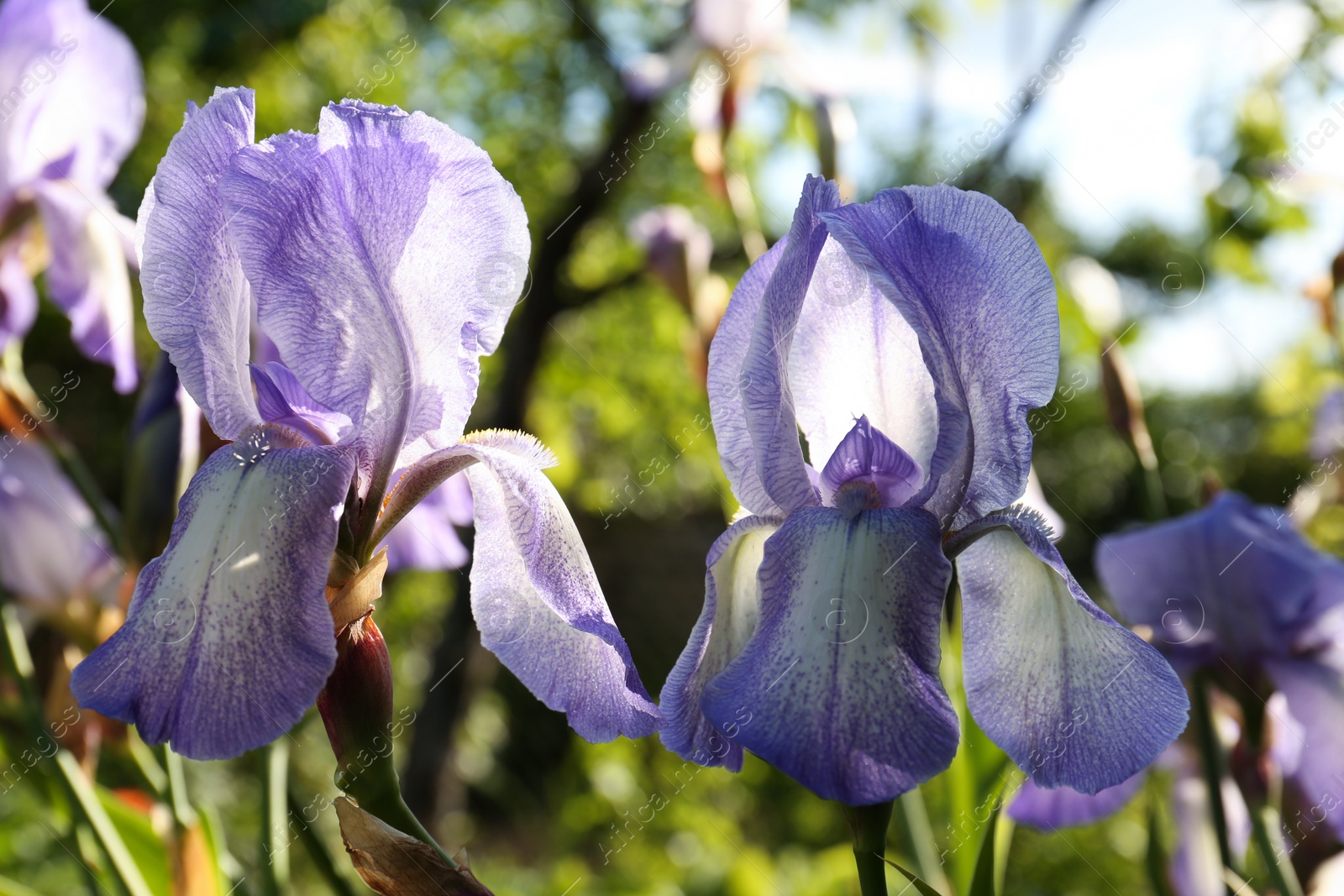 Photo of Beautiful light blue iris flowers growing outdoors on sunny day, closeup