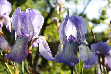 Photo of Beautiful light blue iris flowers growing outdoors on sunny day, closeup