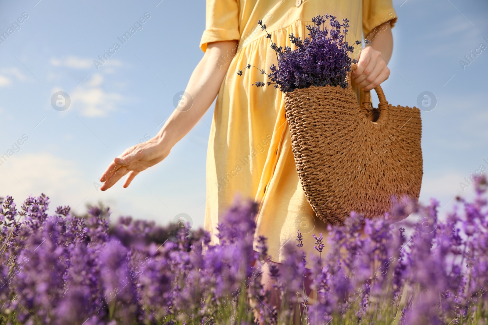 Photo of Young woman with wicker handbag full of lavender flowers in field, closeup