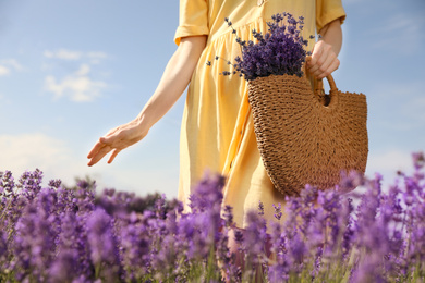 Young woman with wicker handbag full of lavender flowers in field, closeup