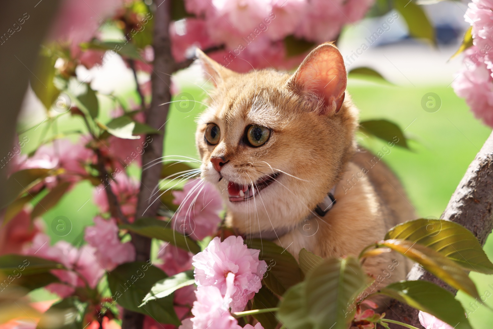 Photo of Cute cat among blossoming spring tree branches outdoors