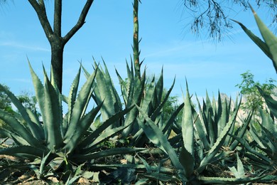 Photo of Beautiful Agave plants growing outdoors on sunny day