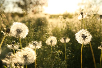 Photo of Beautiful fluffy dandelions growing outdoors on sunny day. Meadow flowers