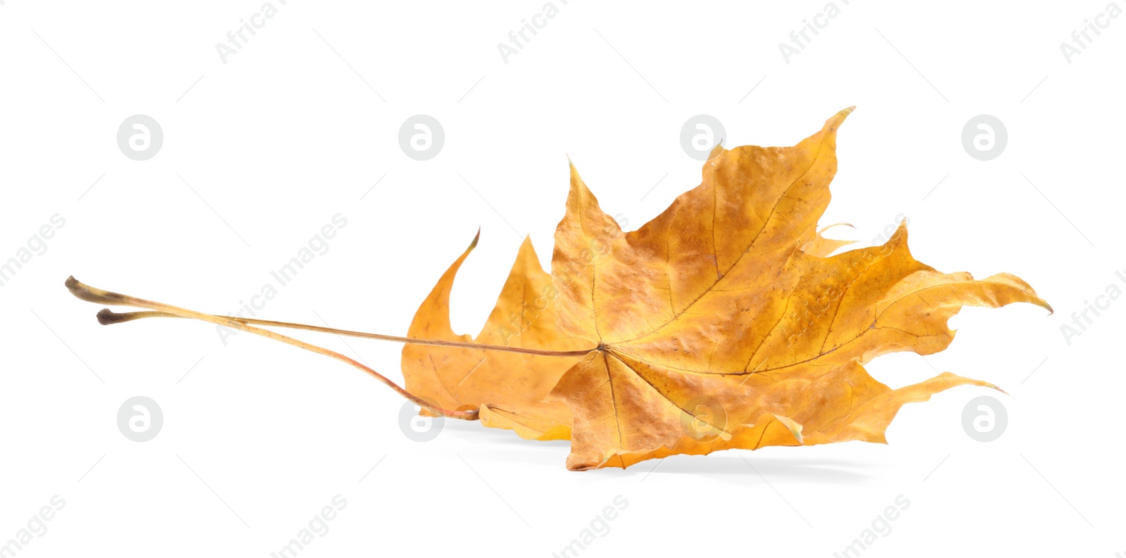 Photo of Autumn season. One maple leaf isolated on white