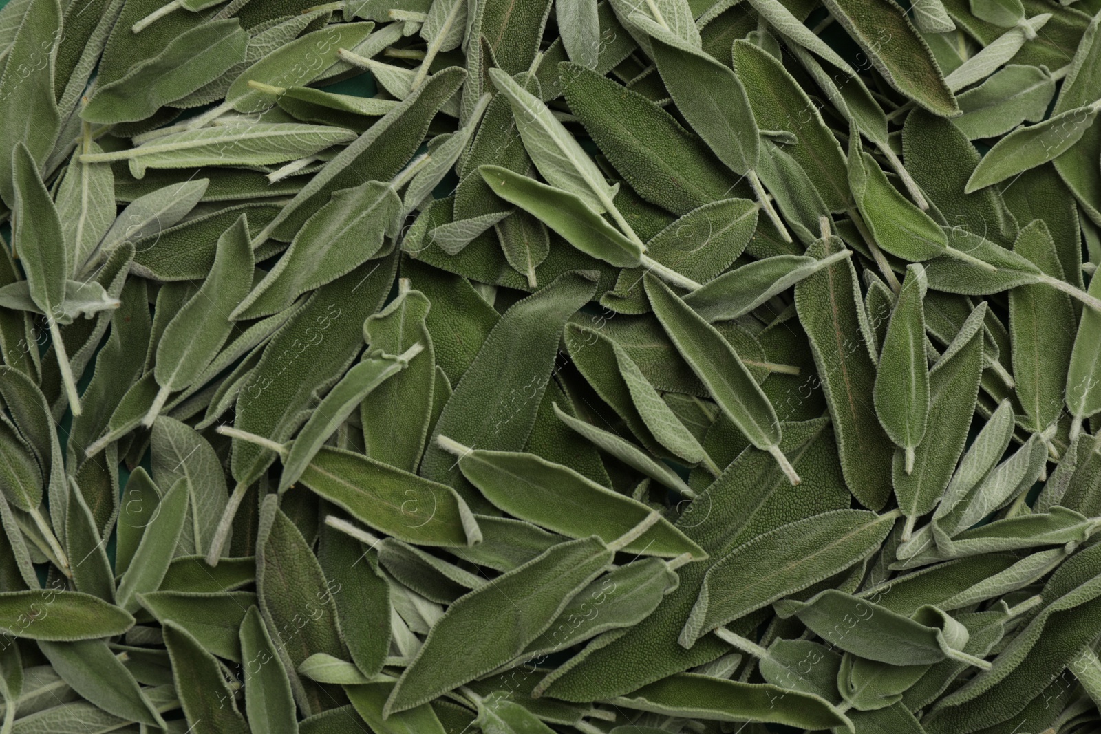 Photo of Fresh green sage leaves as background, top view