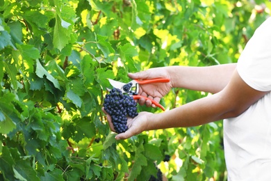 Photo of Man cutting bunch of fresh ripe juicy grapes with pruner outdoors, closeup