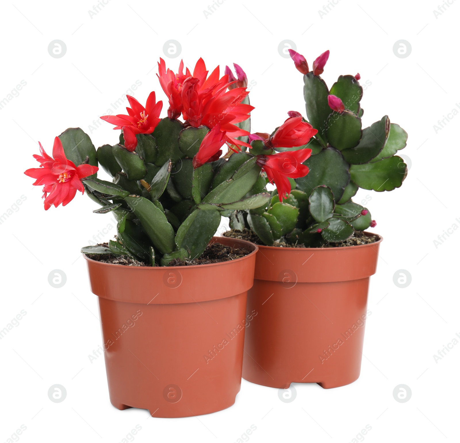 Photo of Beautiful blooming Schlumbergeras (Christmas or Thanksgiving cacti) on white background