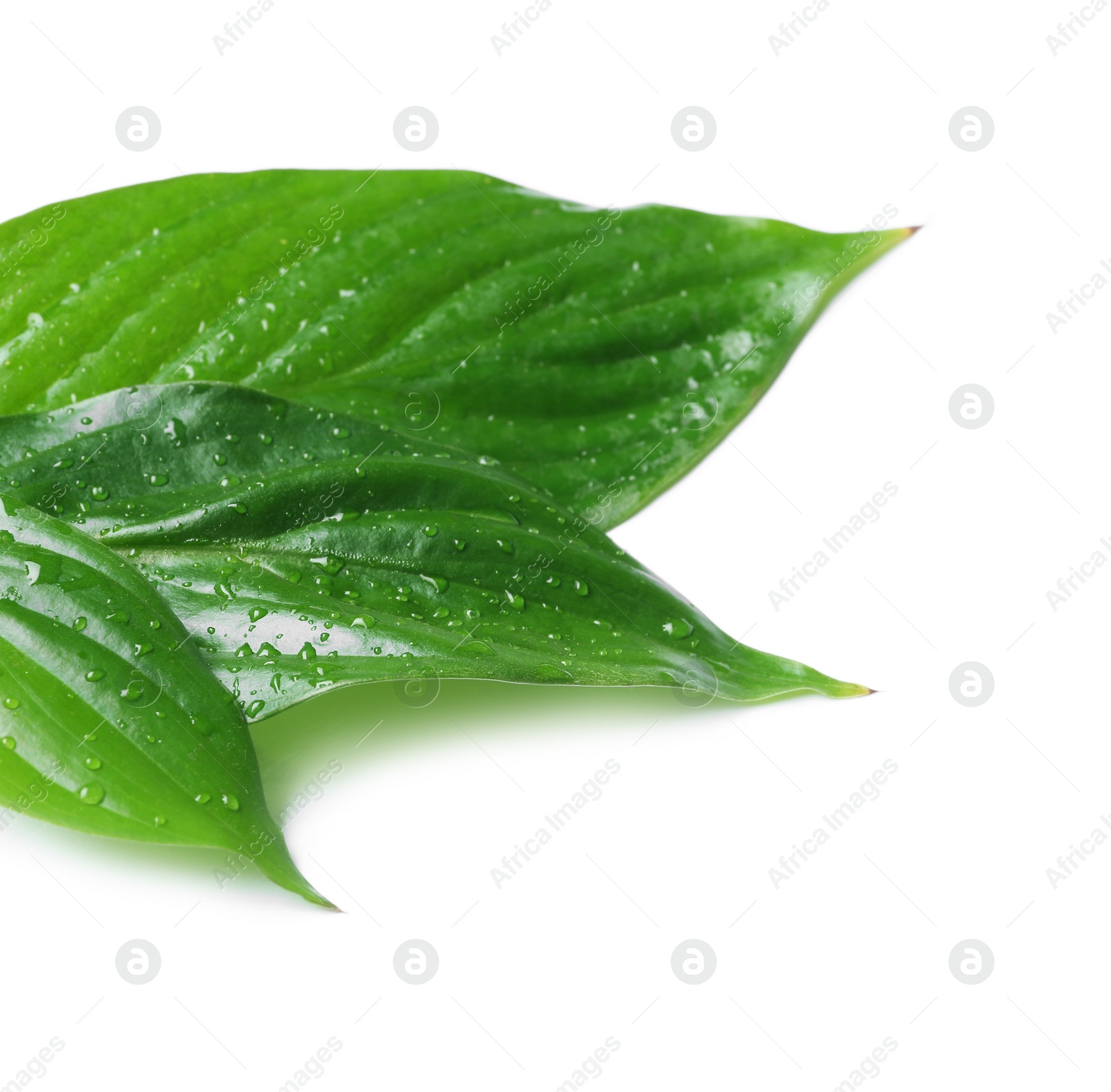 Photo of Green leaves with water drops isolated on white. Space for text