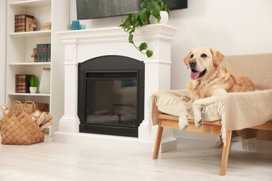 Modern living room interior. Cute Golden Labrador Retriever on cozy armchair